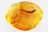 Detailed Fossil Fly Larva (Diptera) In Baltic Amber #372616-1